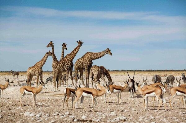 Namibia Named Africa's Most Authentic and Demanding Tourism Destination Namibia Named Africa's Most Authentic and Demanding Tourism Destination - Sputnik Africa