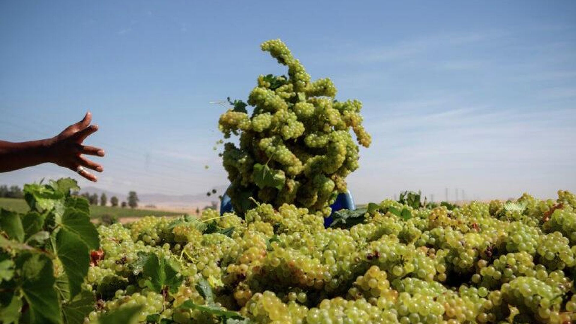 Optimism Grows for South Africa’s 2026 Wine Grape Harvest, Says Economist Optimism Grows for South Africa’s 2026 Wine Grape Harvest, Says Economist - Sputnik Africa, 1920, 14.12.2025