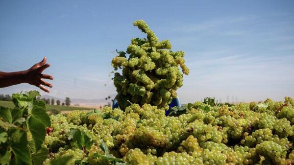 Optimism Grows for South Africa’s 2026 Wine Grape Harvest, Says Economist - Sputnik Africa