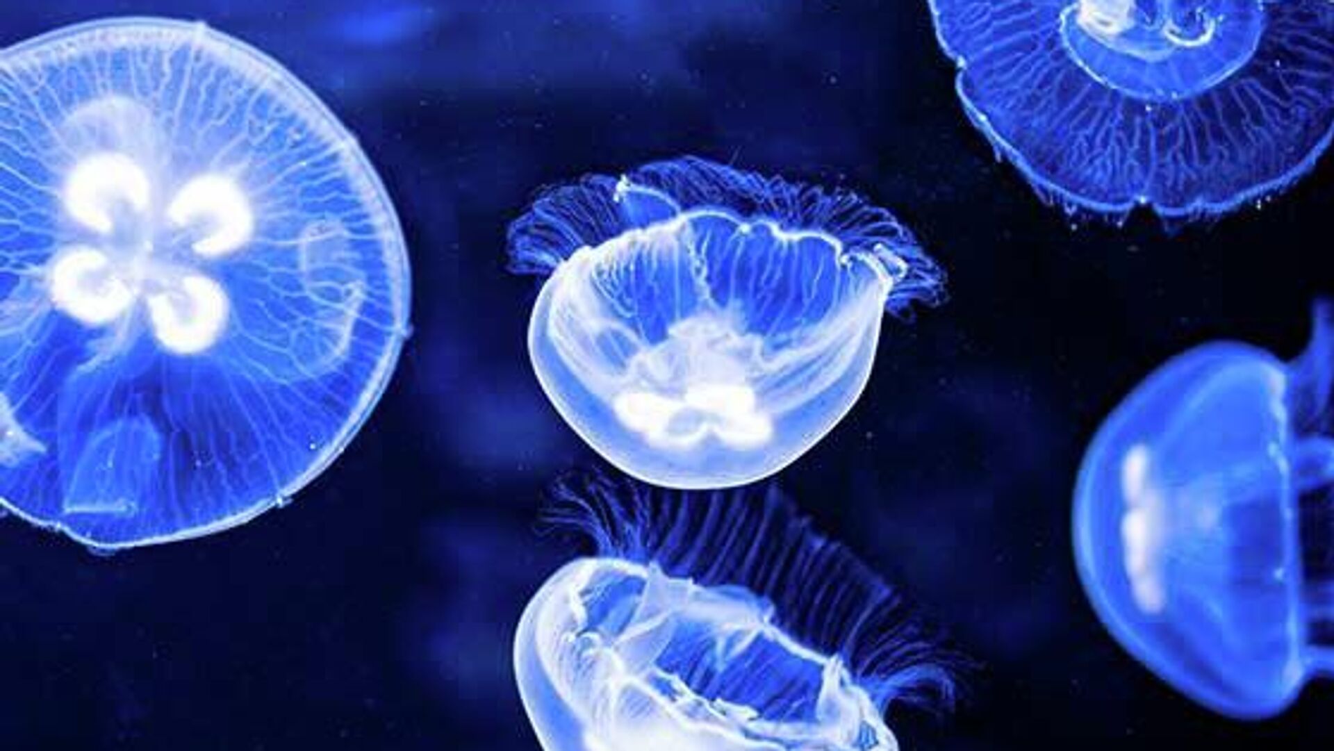 Guérir des brûlures 24% plus vite? Des chercheurs russes proposent d’utiliser du collagène extrait d’une méduse Guérir des brûlures 24% plus vite? Des chercheurs russes proposent d’utiliser du collagène extrait d’une méduse - Sputnik Afrique, 1920, 15.12.2025