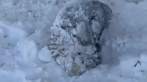 Des moutons ont été piégés vivants dans la neige après une forte tempête au Kazakhstan - Sputnik Afrique