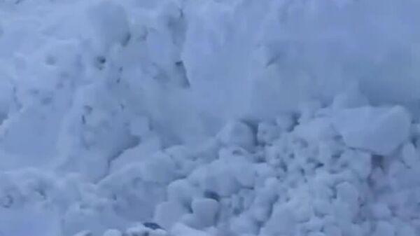 #viral | Deadly Snowstorm Buries Herd of Sheep in Kazakhstan - Sputnik Africa