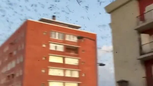 #viral | Uruguay Overrun With Dragonflies - Sputnik Africa