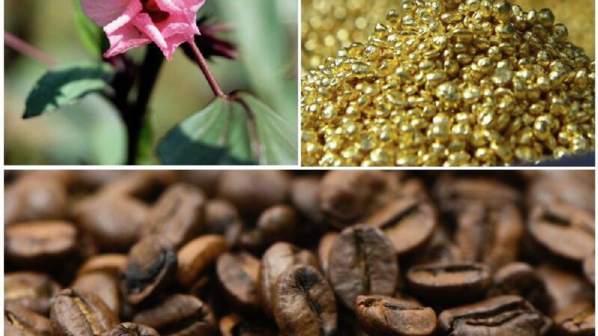 Coffee, Gold and Cocoa Drive Near Doubling of Uganda’s Exports Coffee, Gold and Cocoa Drive Near Doubling of Uganda’s Exports - Sputnik Africa, 1920, 18.12.2025