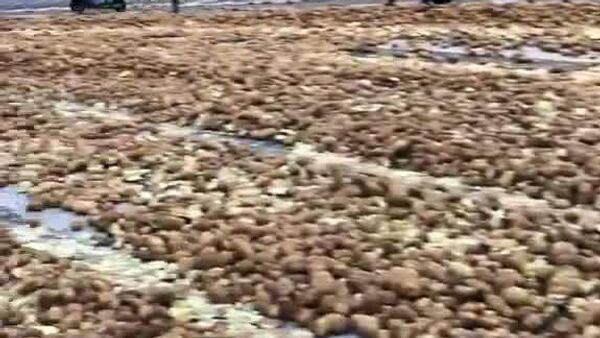 #viral | Potato Aftermath Following Farmers Protest in Brussels - Sputnik Africa