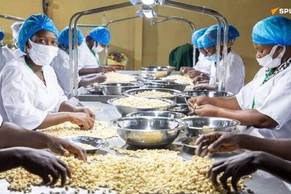 De l'exportation brute à l'industrialisation: Ibrahim Traoré inaugure des usines de transformation de maïs et de la noix de cajou De l'exportation brute à l'industrialisation: Ibrahim Traoré inaugure des usines de transformation de maïs et de la noix de cajou - Sputnik Afrique