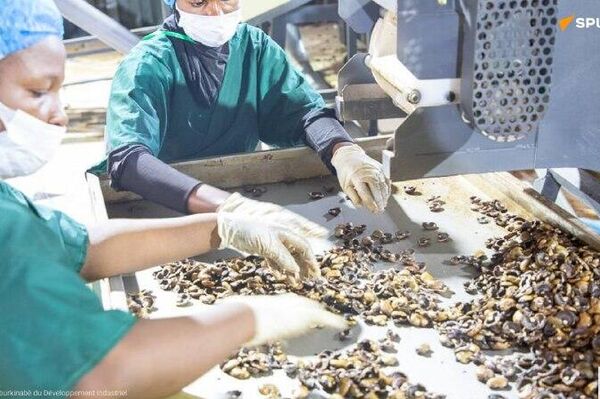 De l'exportation brute à l'industrialisation: Ibrahim Traoré inaugure des usines de transformation de maïs et de la noix de cajou De l'exportation brute à l'industrialisation: Ibrahim Traoré inaugure des usines de transformation de maïs et de la noix de cajou - Sputnik Afrique