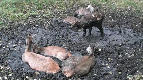 Dégage, c'est mon trou à boue!: deux chevreuils polonais règlent leurs comptes - Sputnik Afrique