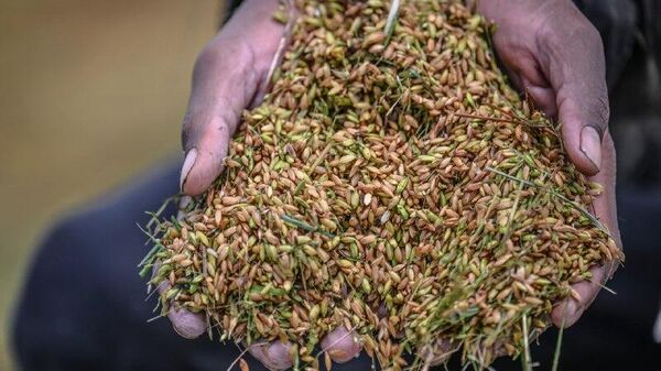 Protectionism Will Modernize Rice Farming in Cameroon, Says Economist - Sputnik Africa