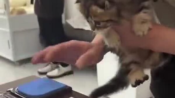 #viral | Kitten in Japan Nearly Cancels Its Own Adoption - Sputnik Africa