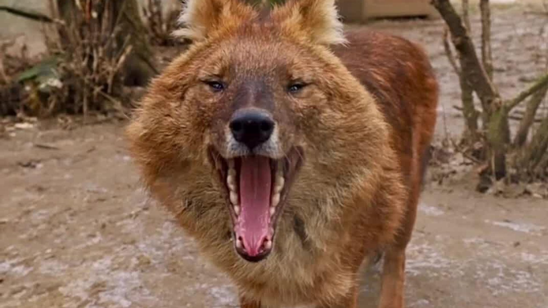 #viral | Unrivaled Predator: Meet Nature's One-of-a-Kind Red Wolf - 23. ...