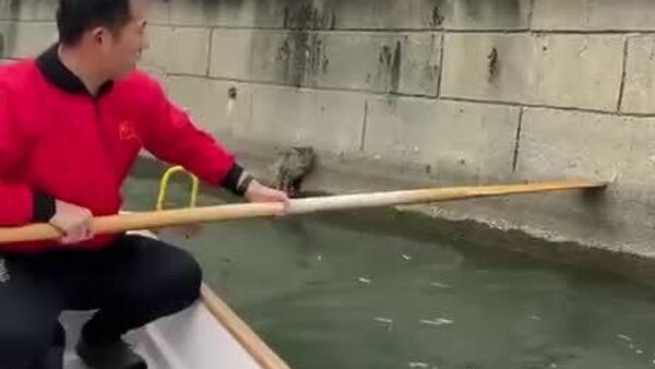 ⬛ Cette vidéo montrant le sauvetage d'un chat en Chine fait le tour du Net ⬛ Cette vidéo montrant le sauvetage d'un chat en Chine fait le tour du Net - Sputnik Afrique