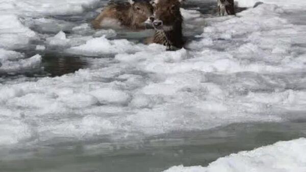 ▶ Trois cerfs d'une espèce protégée ont été sauvés en Chine - Sputnik Afrique