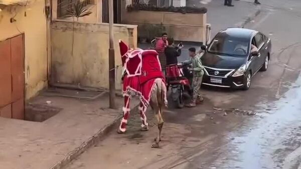 Même les chameaux égyptiens se préparent pour le Nouvel An - Sputnik Afrique