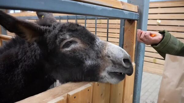 #viral | Well-Deserved Rest: Zhorik the Donkey, Who Hauled Ammunition for Russian Soldiers, Now Enjoying Life at Moscow Children's Zoo - Sputnik Africa