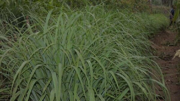 Ethiopia's Haramaya University Unveils Drought-Resistant Animal Fodder Grass Variety - Sputnik Africa