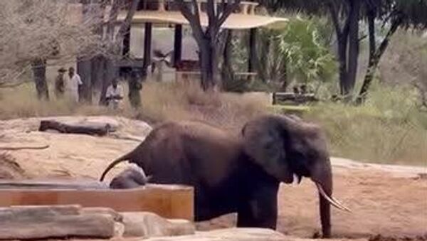 #viral | Against the Clock: Baby Elephant Saved, Family Reunited in Kenya - Sputnik Africa