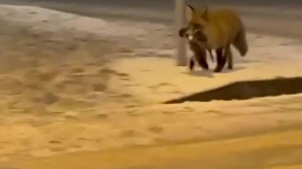 #viral | Even Moscow's Foxes Prepare for New Year With Duck on the Table - Sputnik Africa