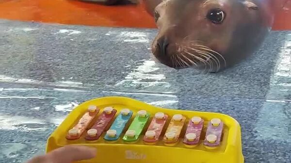 #viral | Chinese Sea Lion Xiao Xiao Charms Netizens, Garnering Millions of Views - Sputnik Africa