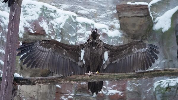 L’aigle du zoo de Moscou prêt pour le câlin géant de 2026 - Sputnik Afrique