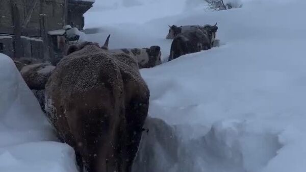 ▶ Des chutes de neige record paralysent la Turquie après quatre jours de tempête - Sputnik Afrique