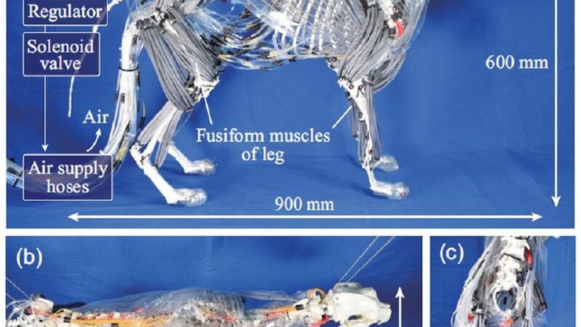 Un robot quadrupède inspiré du chien, musclé à l'air comprimé, une innovation japonaise - Sputnik Afrique, 1920, 01.01.2026