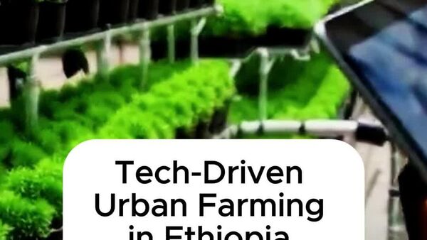 Ethiopia Launches Ambitious Strategy to Revolutionize Urban Agriculture Productivity: Ministry - Sputnik Africa