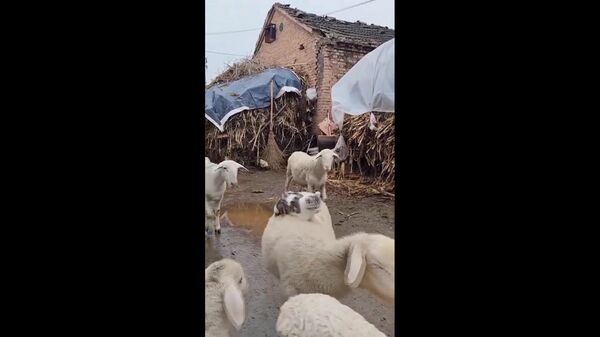 #viral | Feline Passenger: Cat Chooses Sheep’s Back as Cozy Spot - Sputnik Africa