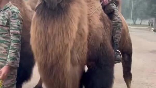 Les chameaux de Bactriane au service de l'armée indienne - Sputnik Afrique