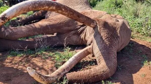 L'éléphant le plus célèbre du monde, à des défenses de 90 kilos, est mort au Kenya - Sputnik Afrique