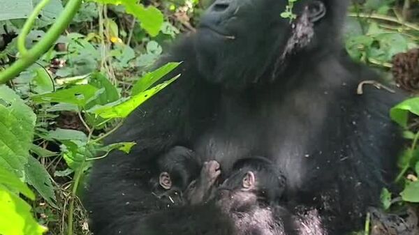 Double joie: naissance rare de jumeaux gorilles de montagne en RDC - Sputnik Afrique