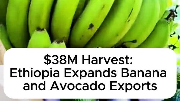 Ethiopia's Banana & Avocado Exports Generate $38 Million Over Five Years: Ministry Ethiopia's Banana & Avocado Exports Generate $38 Million Over Five Years: Ministry - Sputnik Africa