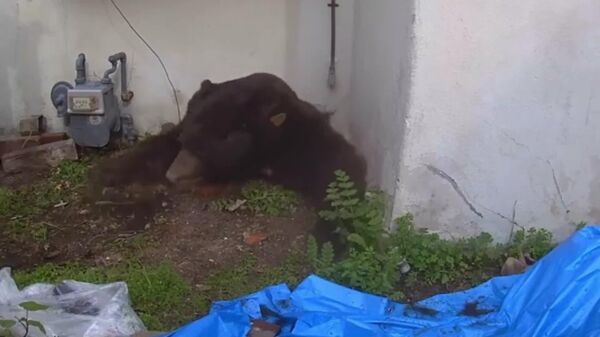 #viral | After Authorities Failed, Californian Evicted His Bear Tenant With [Paintballs] - Sputnik Africa