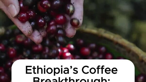 Ethiopia Has Started Offering Value-Added Coffee Under the African Continental Free Trade Area Market: Official Ethiopia Has Started Offering Value-Added Coffee Under the African Continental Free Trade Area Market: Official - Sputnik Africa