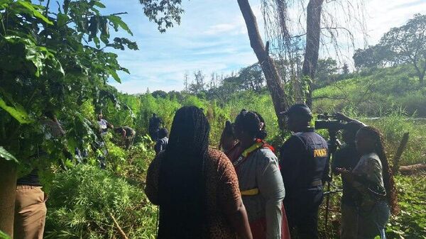 Grand Cannabis Plantation Unearthed Along River Near Buffelspruit Farms in South Africa - Sputnik Africa