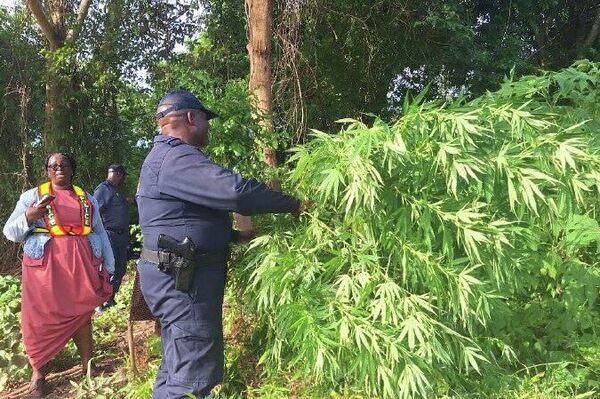 Grand Cannabis Plantation Unearthed Along River Near Buffelspruit Farms in South Africa - Sputnik Africa