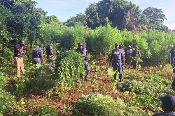 Grand Cannabis Plantation Unearthed Along River Near Buffelspruit Farms in South Africa - Sputnik Africa