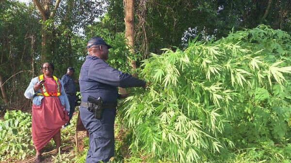 Une vaste plantation de cannabis a été découverte en Afrique du Sud - Sputnik Afrique