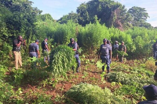 Une vaste plantation de cannabis a été découverte en Afrique du Sud - Sputnik Afrique