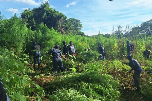 Une vaste plantation de cannabis a été découverte en Afrique du Sud - Sputnik Afrique