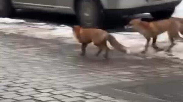 Des jeux nuptiaux de renards filmés en pleine capitale allemande - Sputnik Afrique