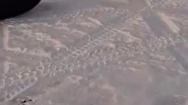 Un renard vole plusieurs kilos de prises à des pêcheurs et s'accroche à son trophée jusqu'au bout - Sputnik Afrique