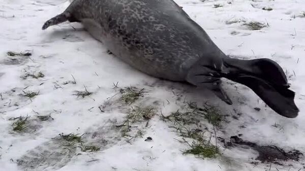 Les phoques du zoo de Wroclaw en Pologne ont trouvé une nouvelle façon de se divertir - Sputnik Afrique