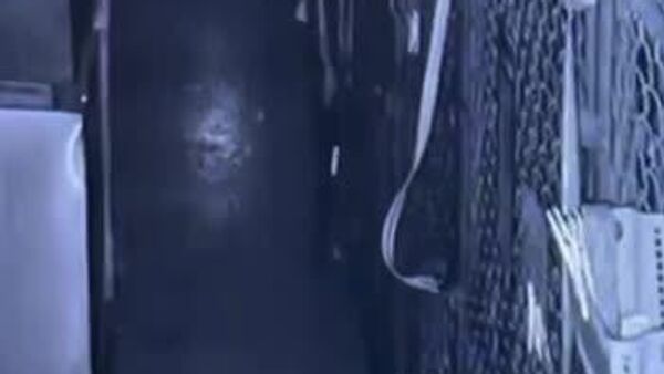 Un chien a réalisé une évasion spectaculaire d'un refuge pour animaux aux États-Unis - Sputnik Afrique