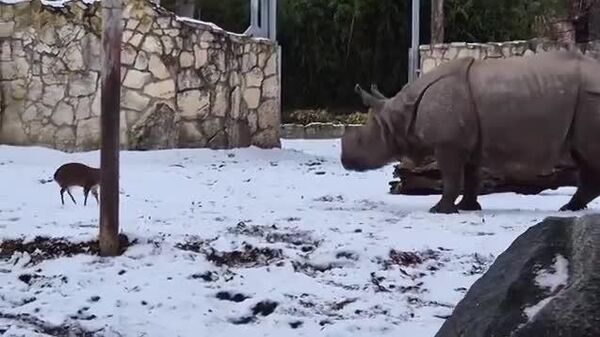 Petit mais courageux: un petit mandarin chinois attaque un rhinocéros de 1,7 tonne dans un zoo polonais - Sputnik Afrique