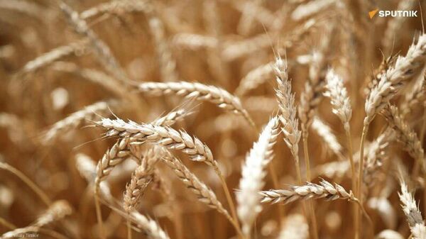 Algeria Must Expand Cultivated Agricultural Land to 3 Million Hectares: President - Sputnik Africa