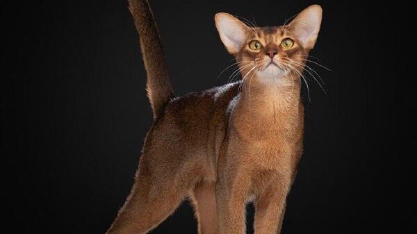 Abyssinian From Russia Named Most Beautiful Cat in 2025 by World Cat Federation - Sputnik Africa