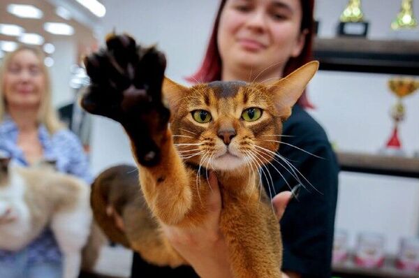 Abyssinian From Russia Named Most Beautiful Cat in 2025 by World Cat Federation - Sputnik Africa