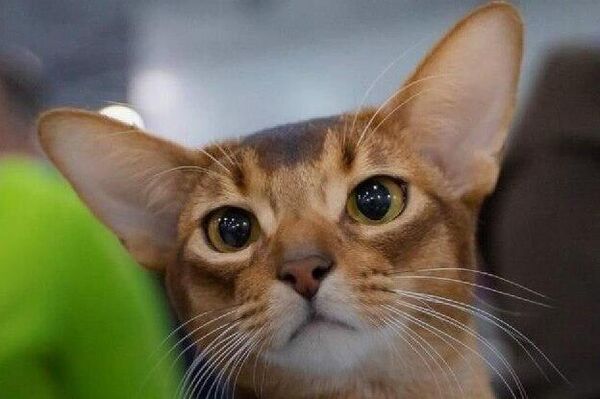 Abyssinian From Russia Named Most Beautiful Cat in 2025 by World Cat Federation - Sputnik Africa