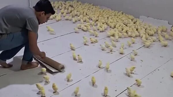 #viral | India’s Stress-Relief Room: Flock of Chicks Delivers ‘Live Massage’ - Sputnik Africa